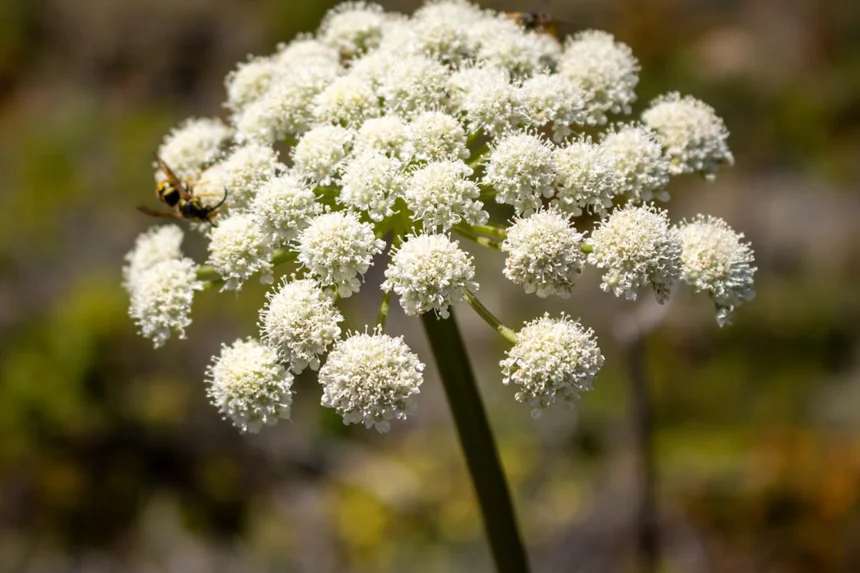 Angelica