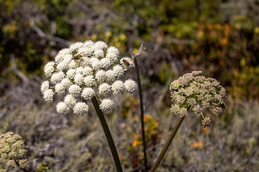 Angelica