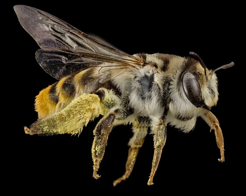 Bee.