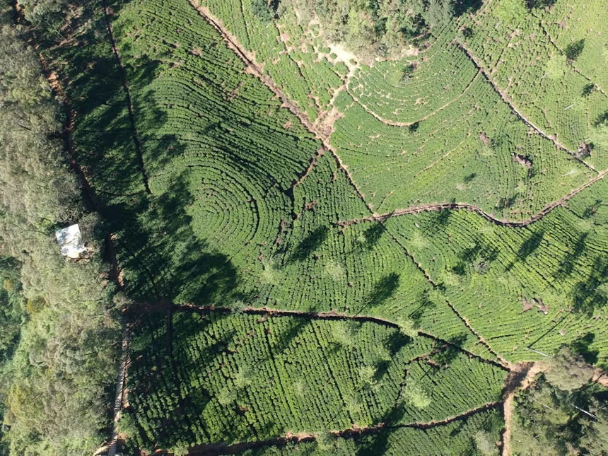 Ceylon Tea