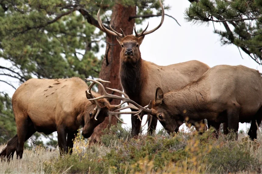 Deer antler