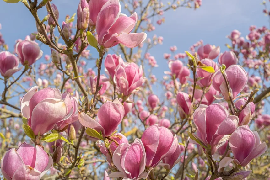 Magnolia