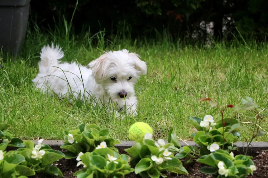 Maltese