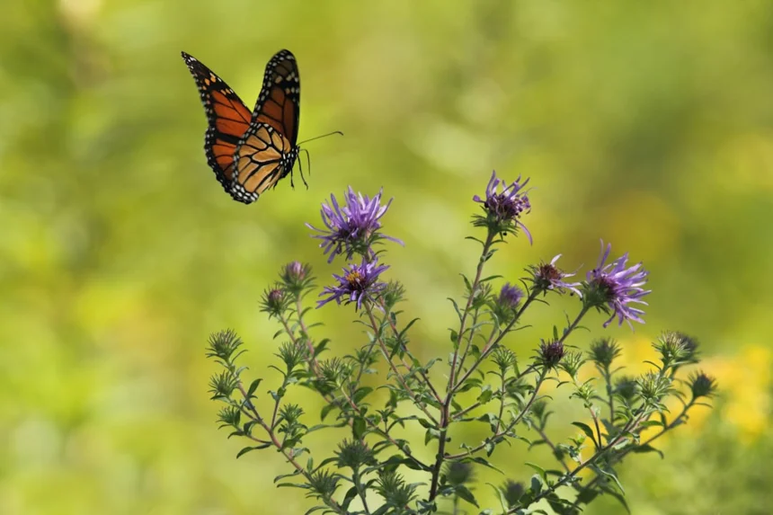 Milk Thistle