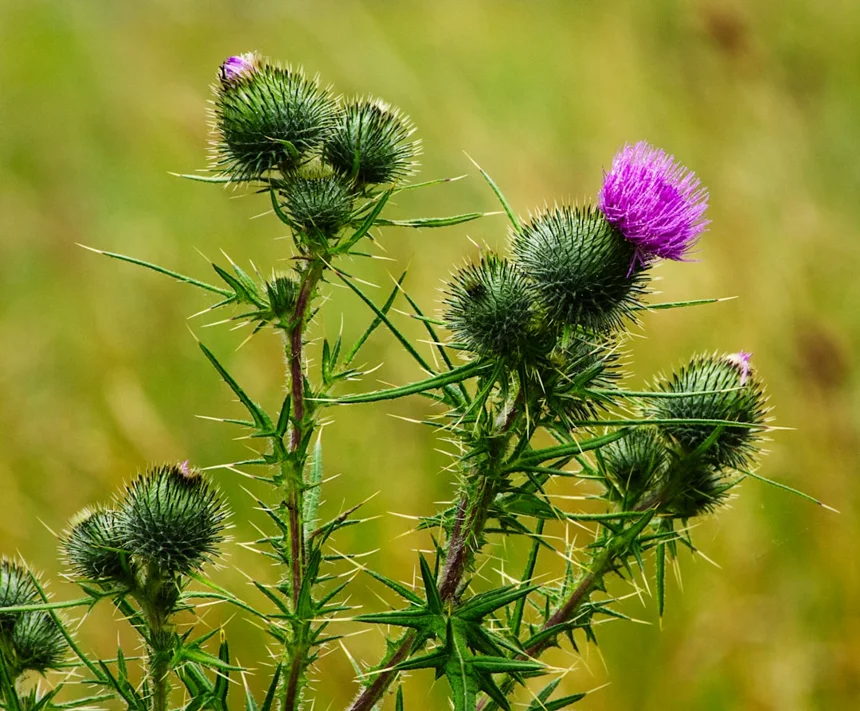 Milk Thistle