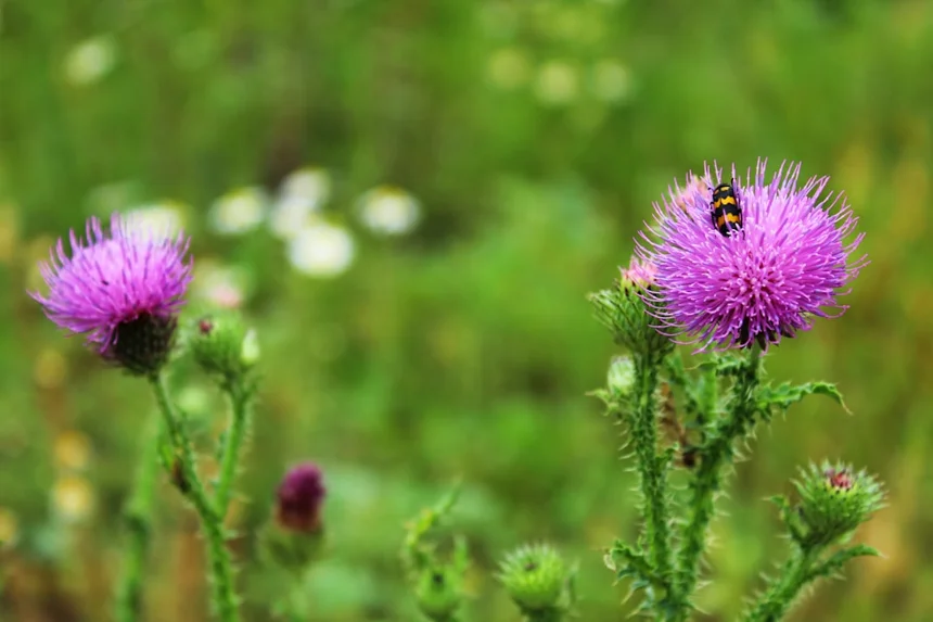 Milk thistle