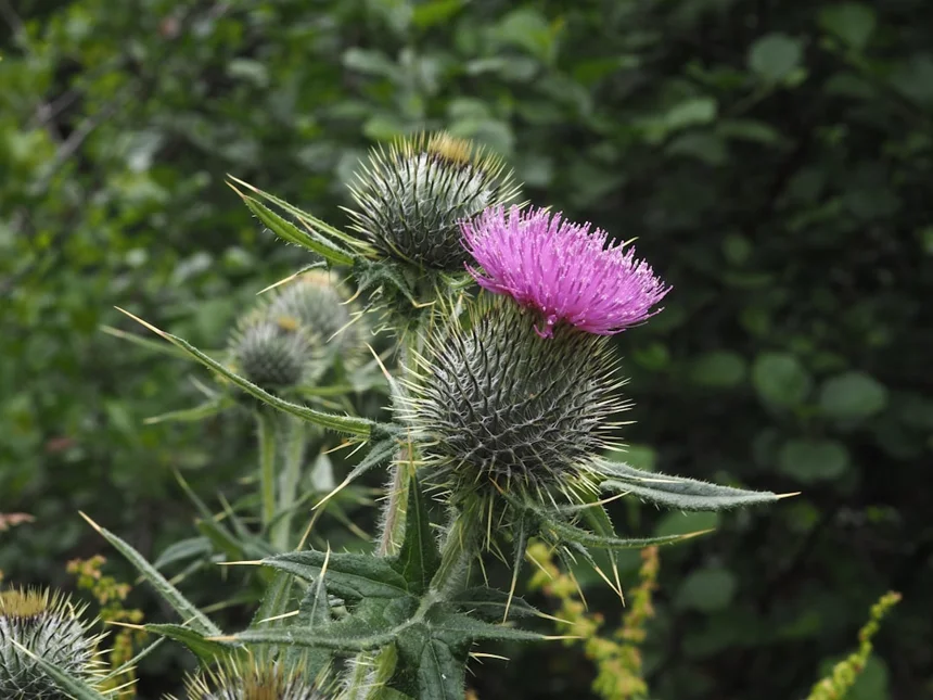 Milk thistle