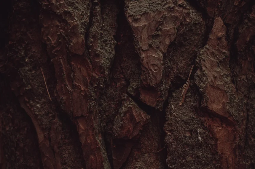 Pine bark