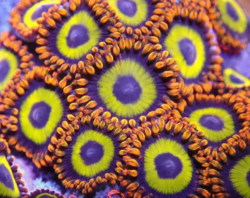 Polyp