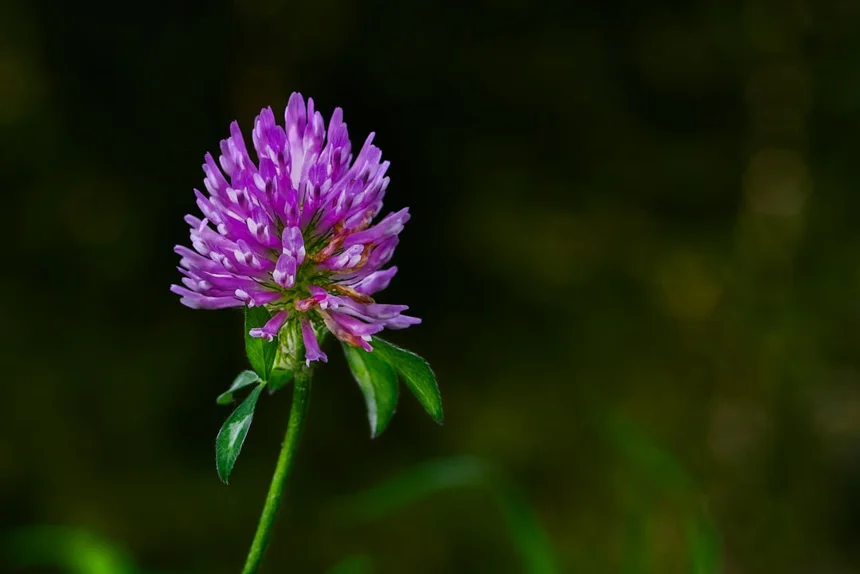 Red Clover.