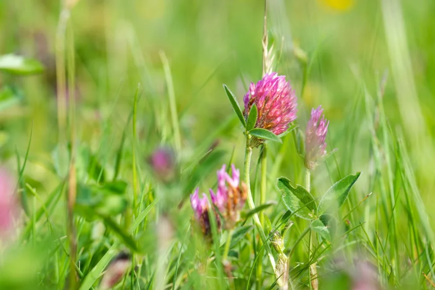 Red Clover.