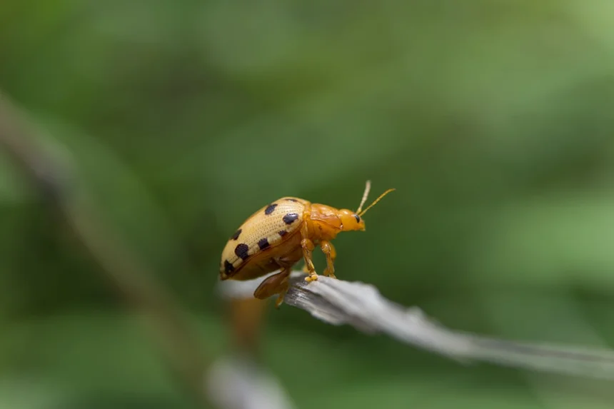 Stag beetle.