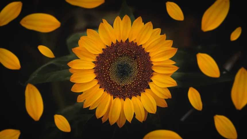 sunflower